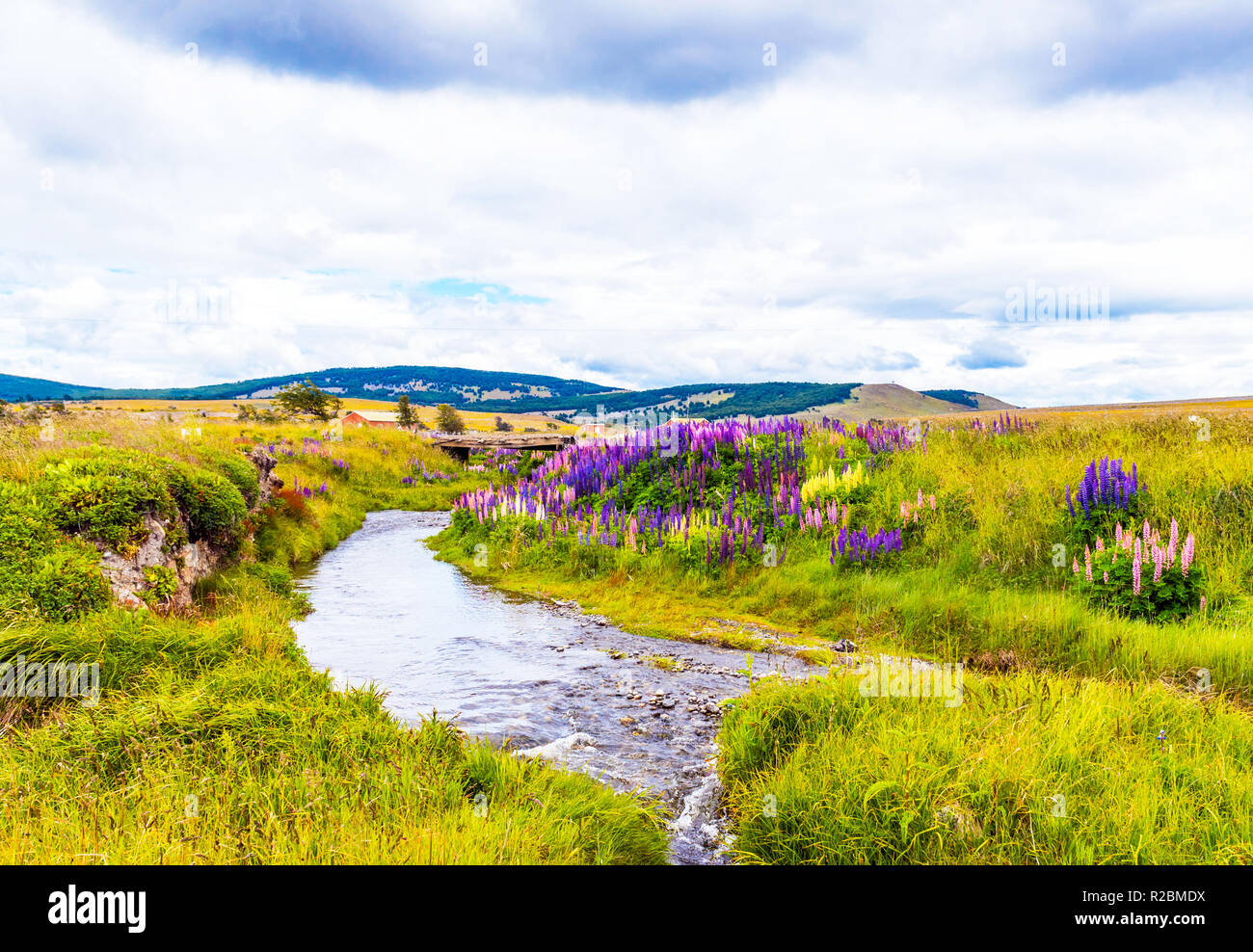 View of the blossoming lupines along the river bank in the national park Torres del Paine, Patagonia, Chile Stock Photo