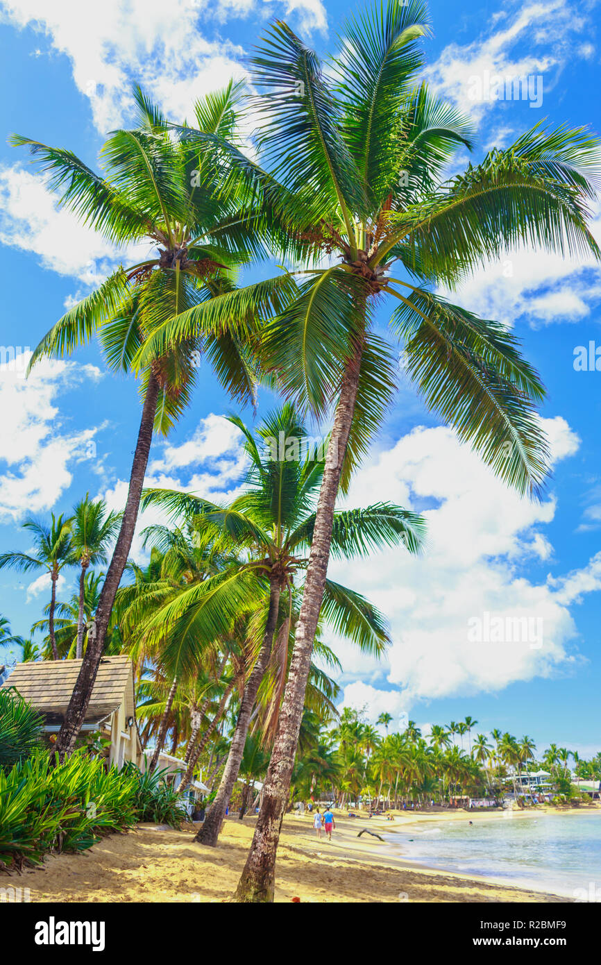 Amazing tropical beach with high palm trees. Dominican Republic Stock Photo