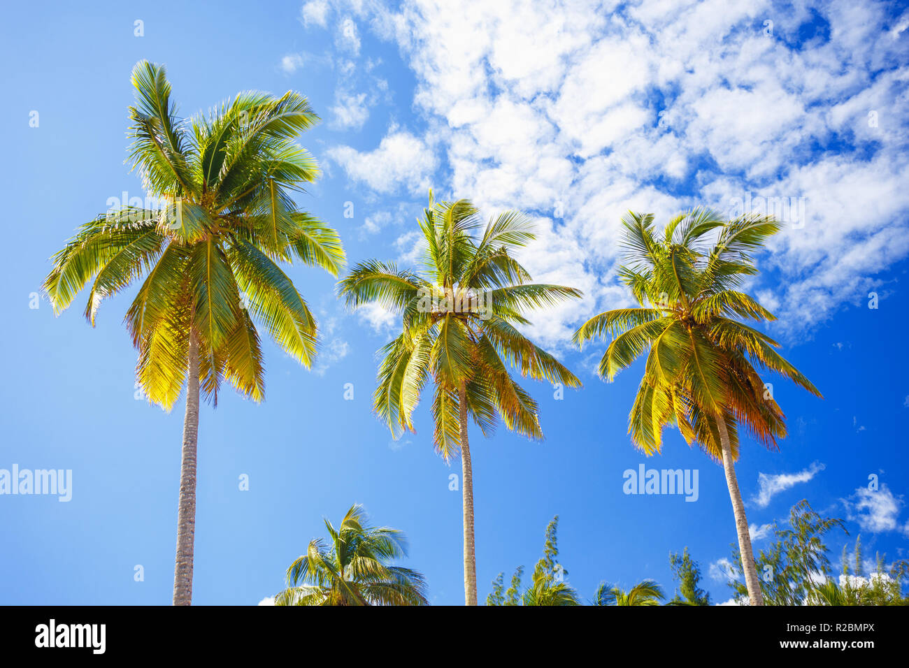 Tall Palm Trees On Blue Sky Background With White Clouds Stock Photo Alamy Tall Palm Trees On Blue Sky Background With White Clouds Stock Photo Alamy