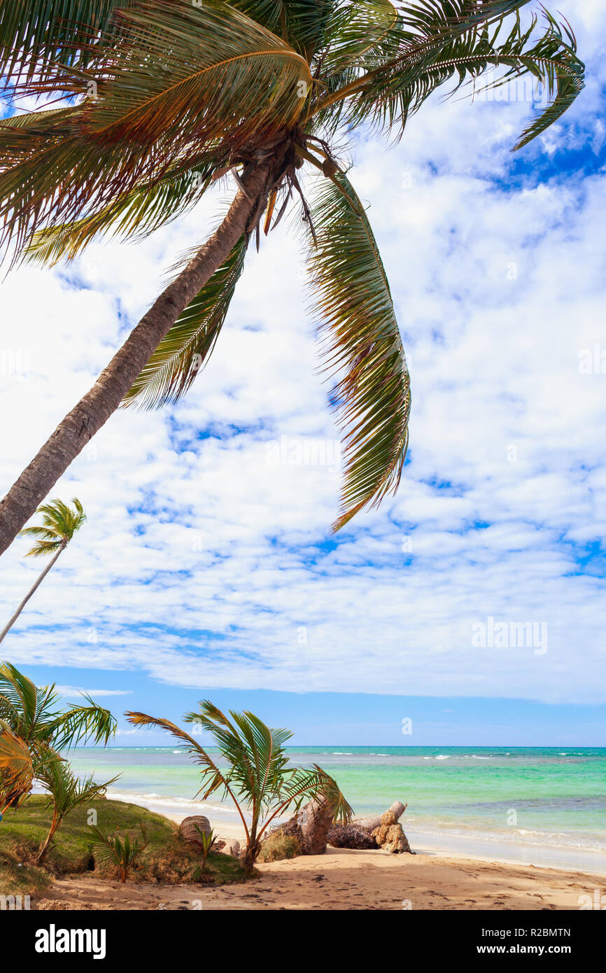 incredible empty tropical caribbean beach with palm tree above the sea. Vacation concept. Dominican Republic Stock Photo