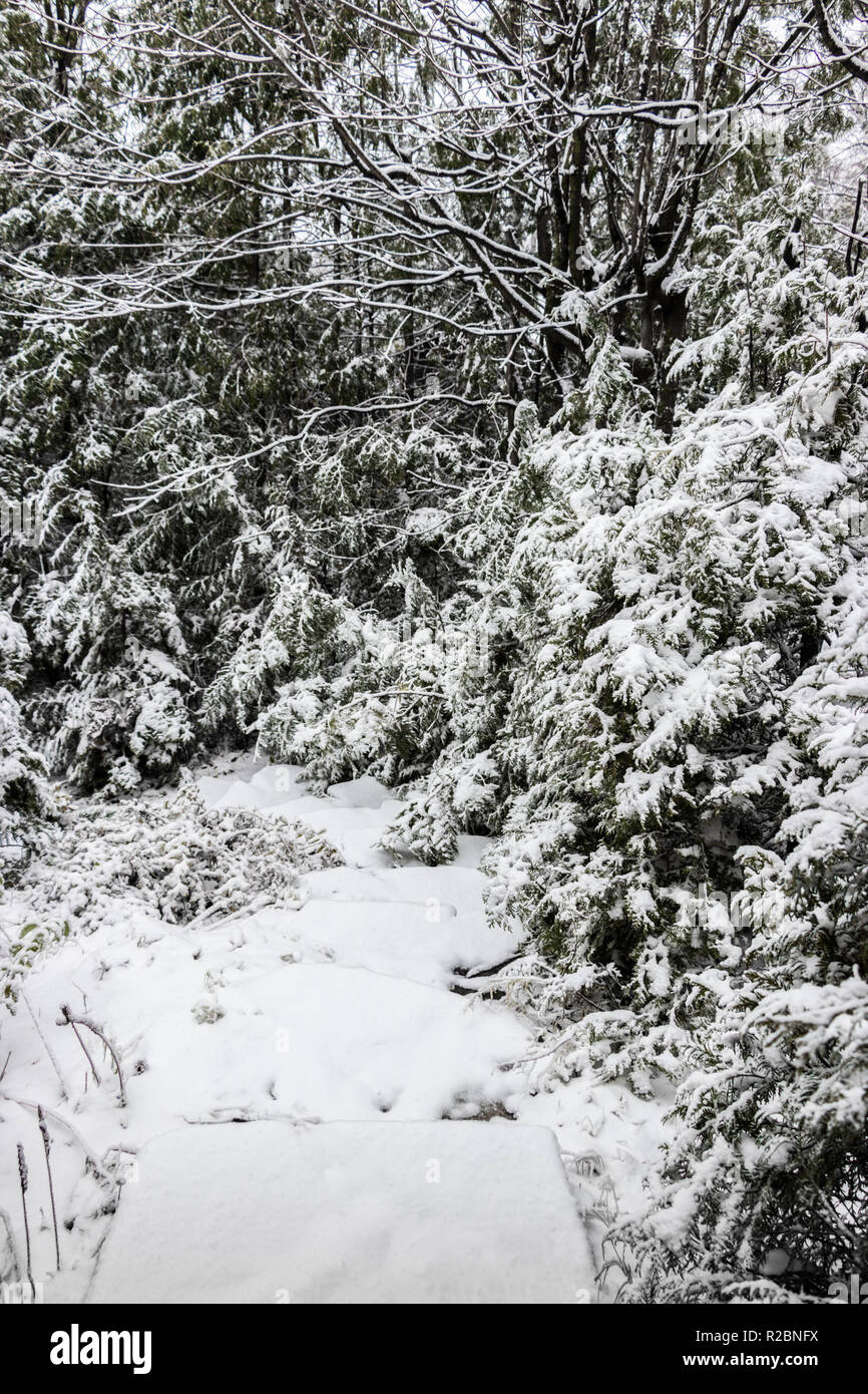 First snow - Path and stairs in the woods covered by snow at winter Stock Photo