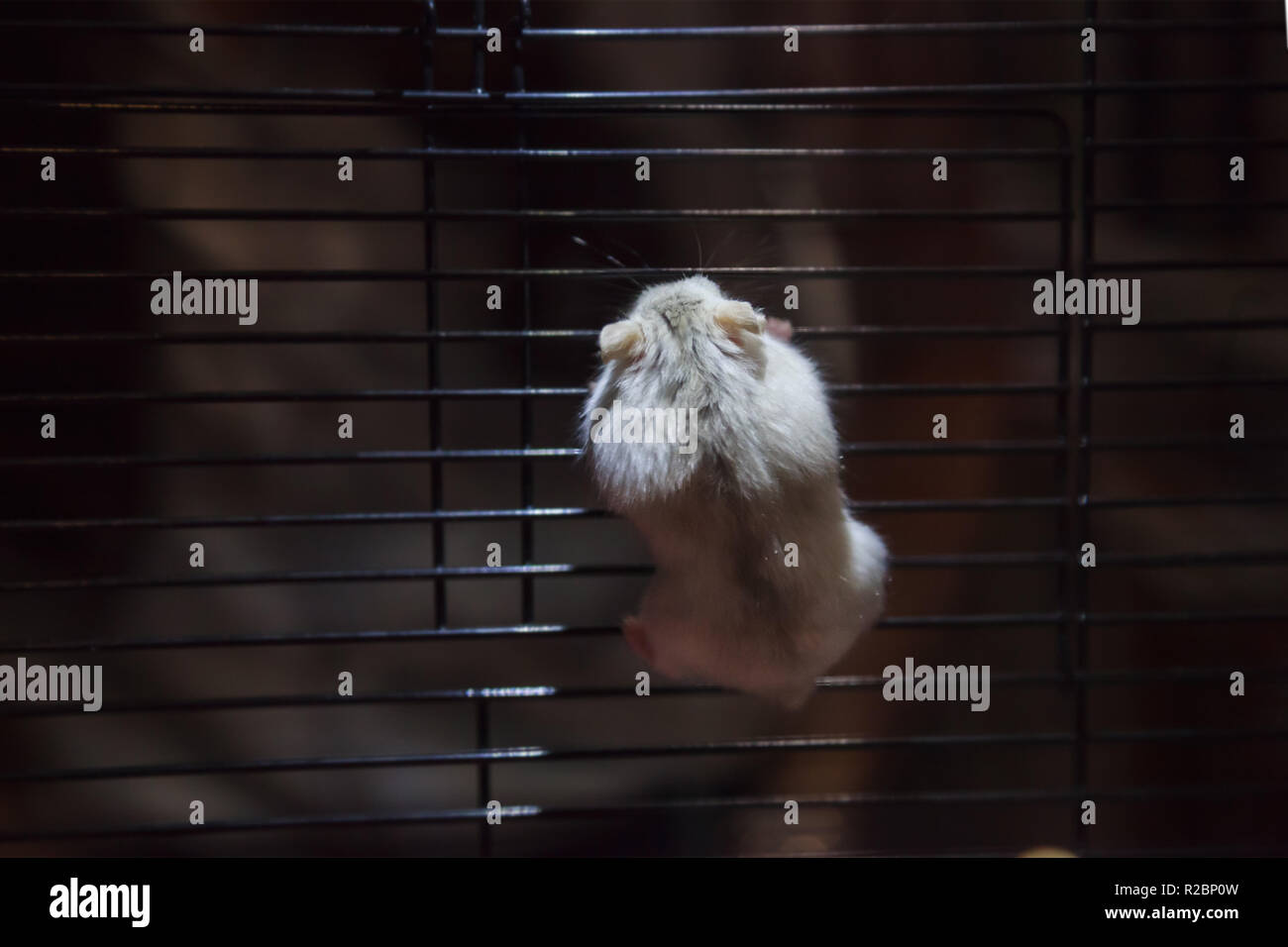 Cute Playful Little Winter White Dwarf Hamster (Winter White Dwarf