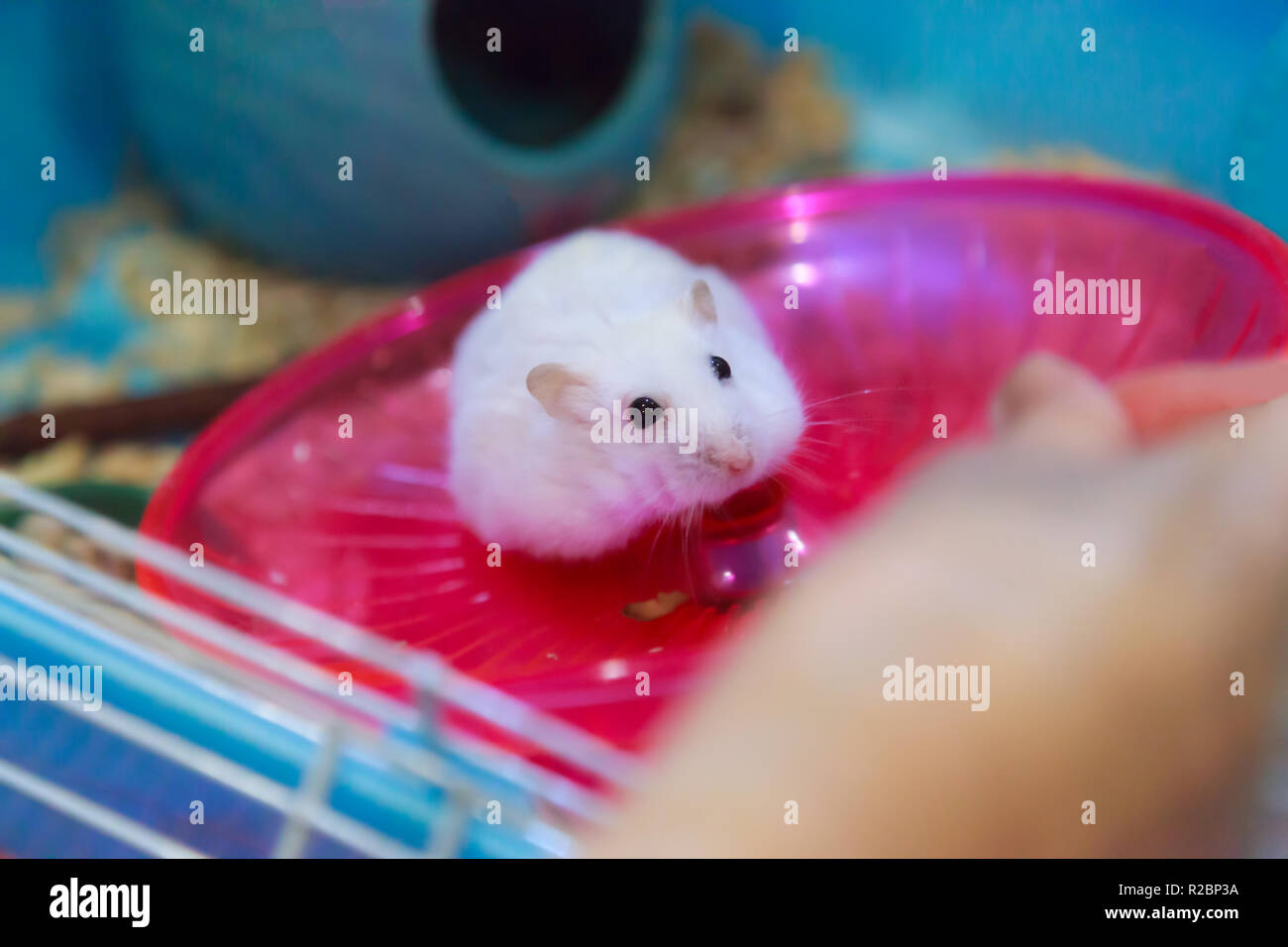 Cute Winter White Dwarf Hamster begging for pet food in owner hand with innocent face. Winter White Hamster is known as Winter White Dwarf, Djungarian Stock Photo - Alamy Cute Winter White Dwarf Hamster begging for pet food in owner hand with innocent face. Winter White Hamster is known as Winter White Dwarf, Djungarian Stock Photo - Alamy