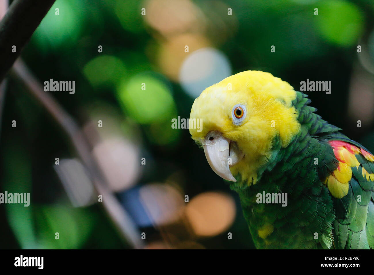 Yellow Headed Parrot, Vancouver Aquarium, Vancouver, British Columbia