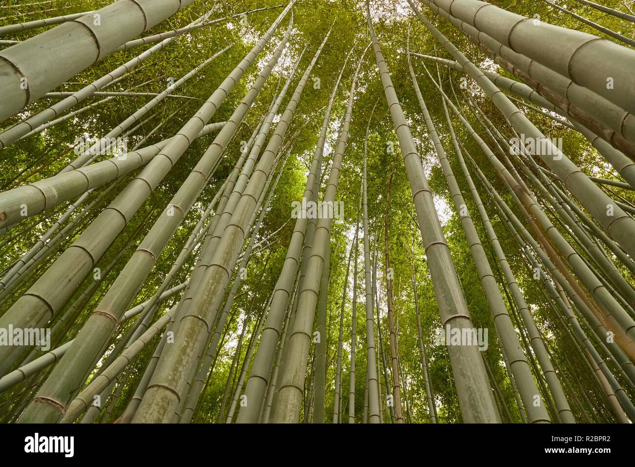 Tall Bamboo Plants Stock Photo Alamy