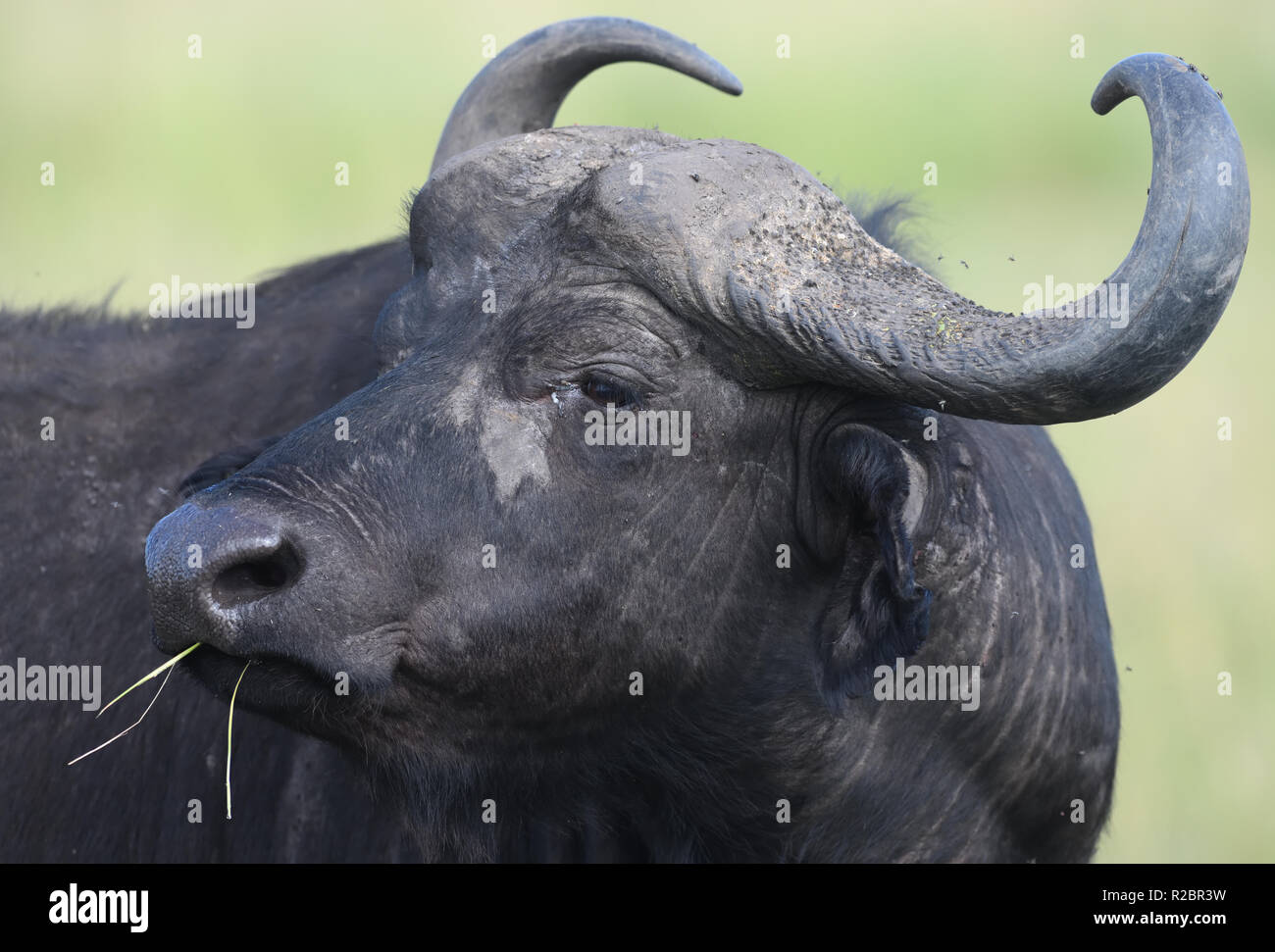 Portrait of a contemplative looking African buffalo or Cape buffalo (Syncerus caffer).   Queen Elizabeth National Park, Uganda. Stock Photo