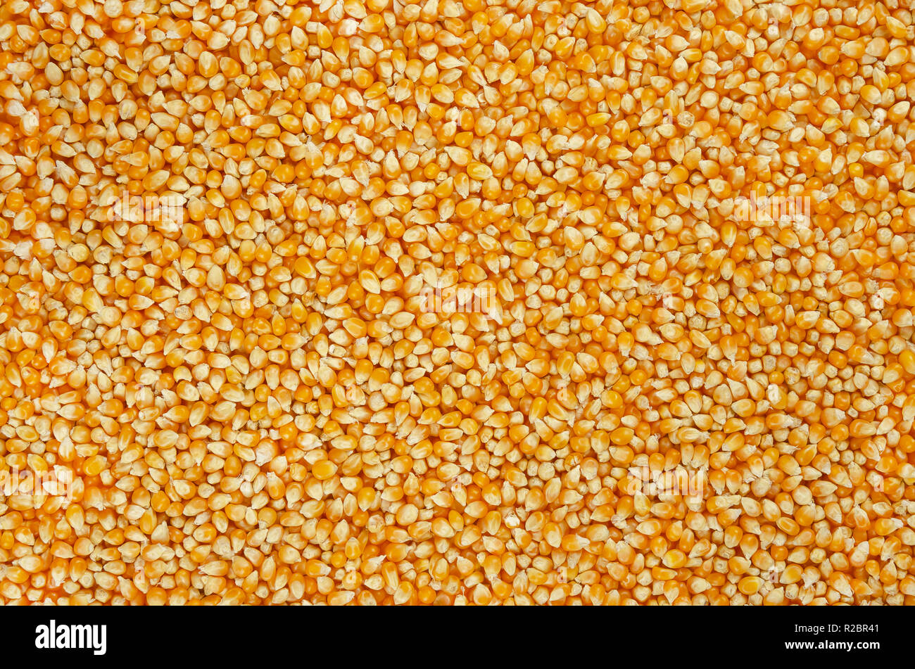 Unpopped popcorn, surface and background. A type of corn that expands from the kernel and puffs up when heated. Yellow seeds. Stock Photo
