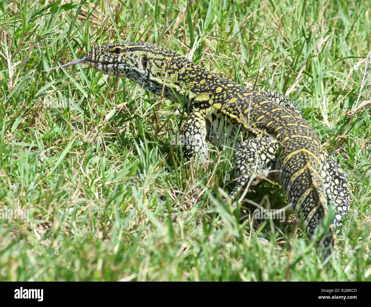 A Nile monitor (Varanus niloticus) makes its way through grass at the  edge of the  Kazinga Channel between Lake George and Lake Edward. Queen Elizabe Stock Photo