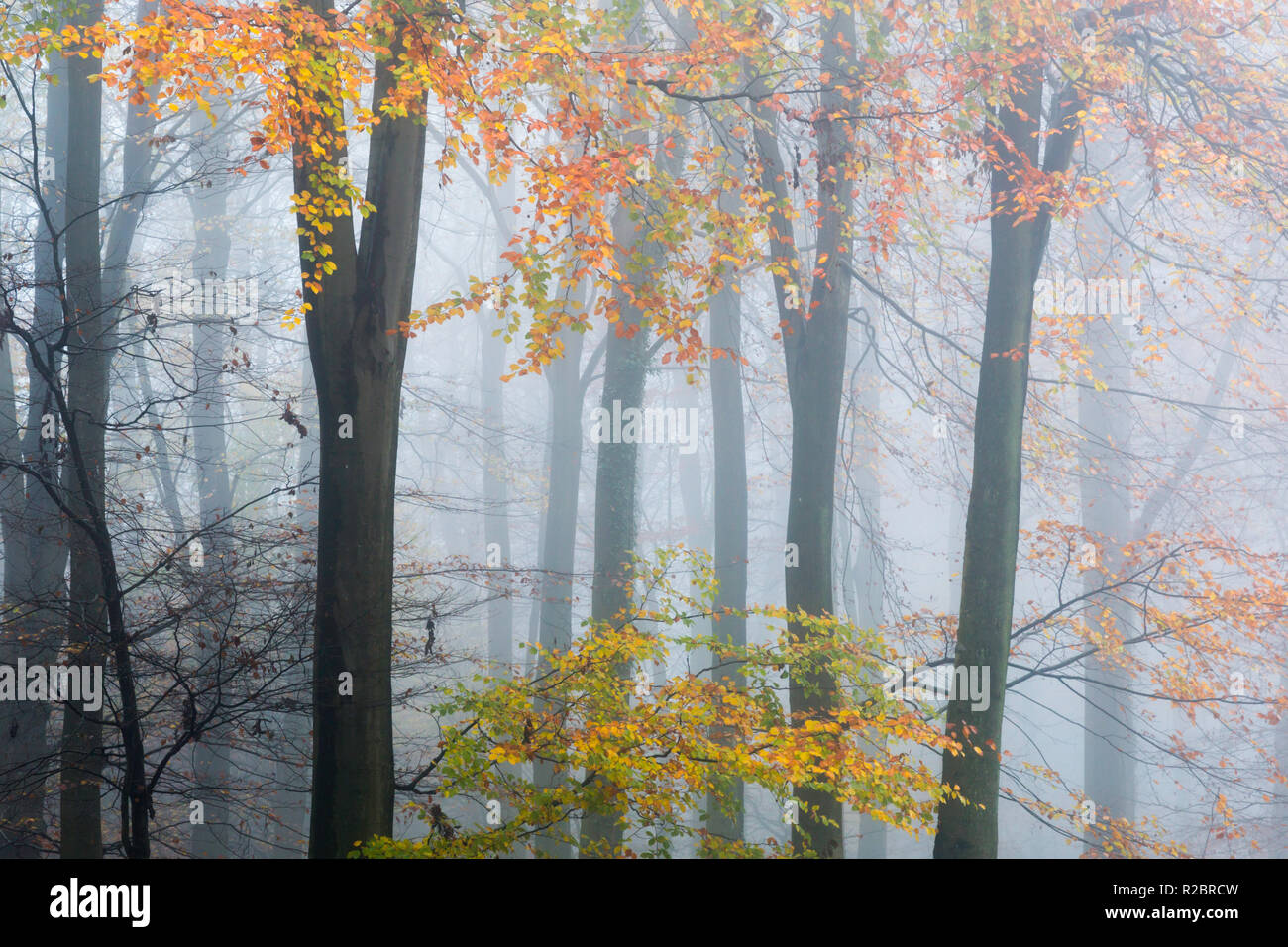 Misty King's Wood, Challock, Kent, UK during a November afternoon. Brightly coloured beech leaves give a painterly effect. Stock Photo