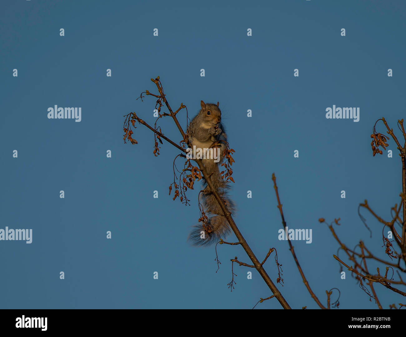 Field grey squirrel uk farm hi-res stock photography and images - Alamy