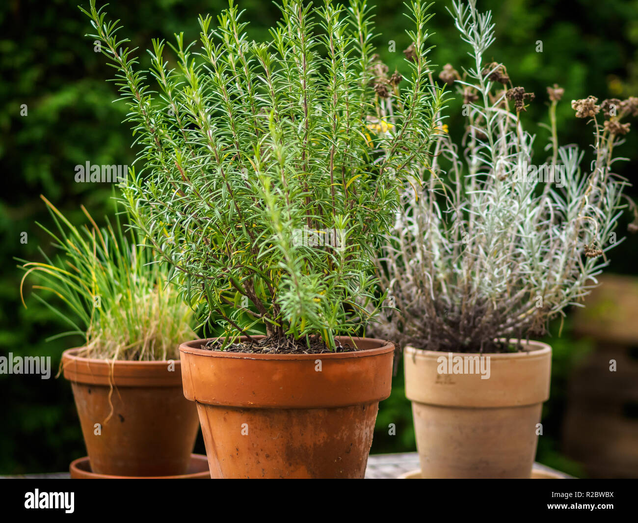 Different spices planted in pots Stock Photo