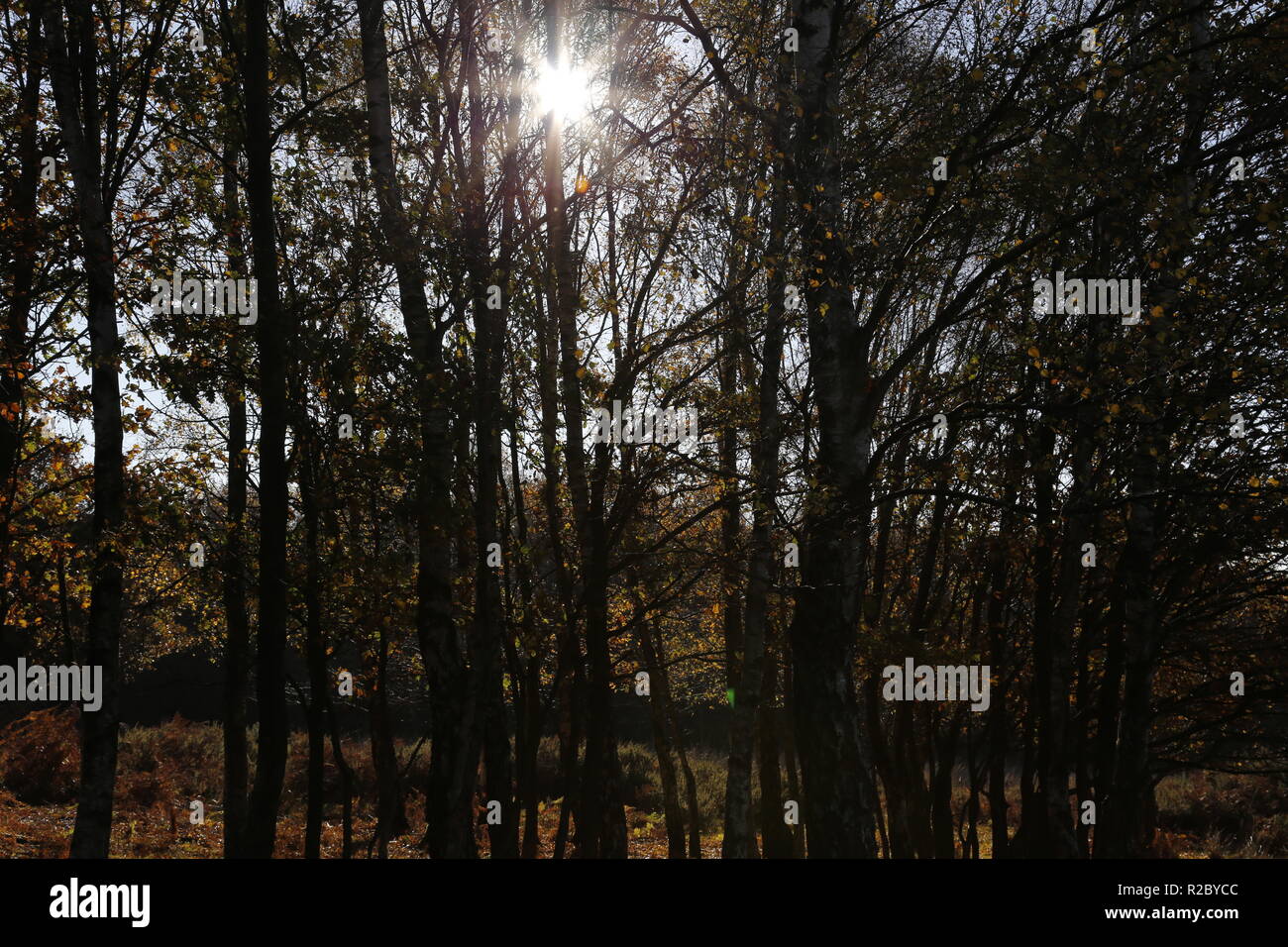 Silhouettes of trees with sun Stock Photo - Alamy