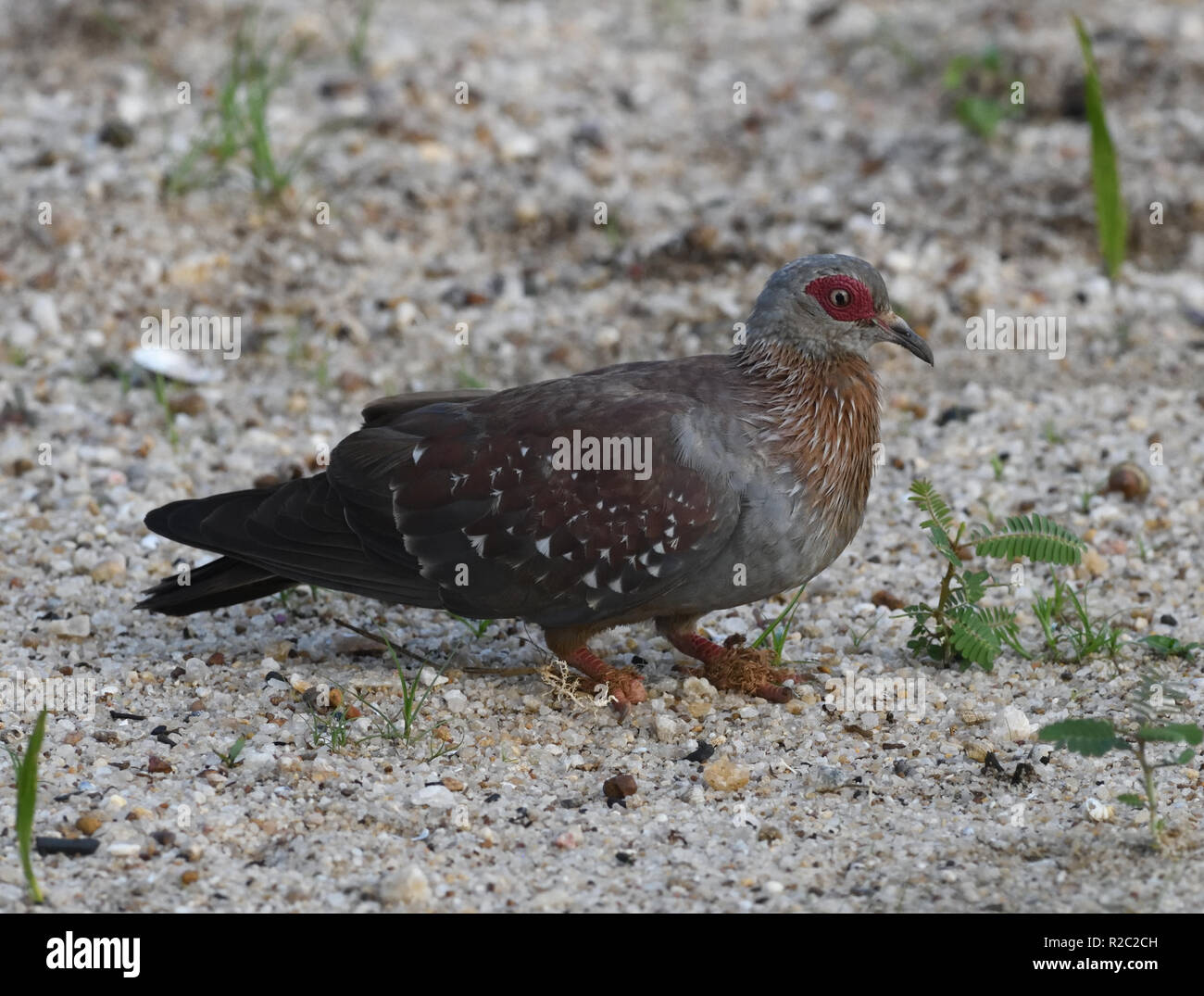 A speckled pigeon (Columba guinea) or African rock pigeon on the beach of Lake Victoria. Entebbe, Uganda. Stock Photo