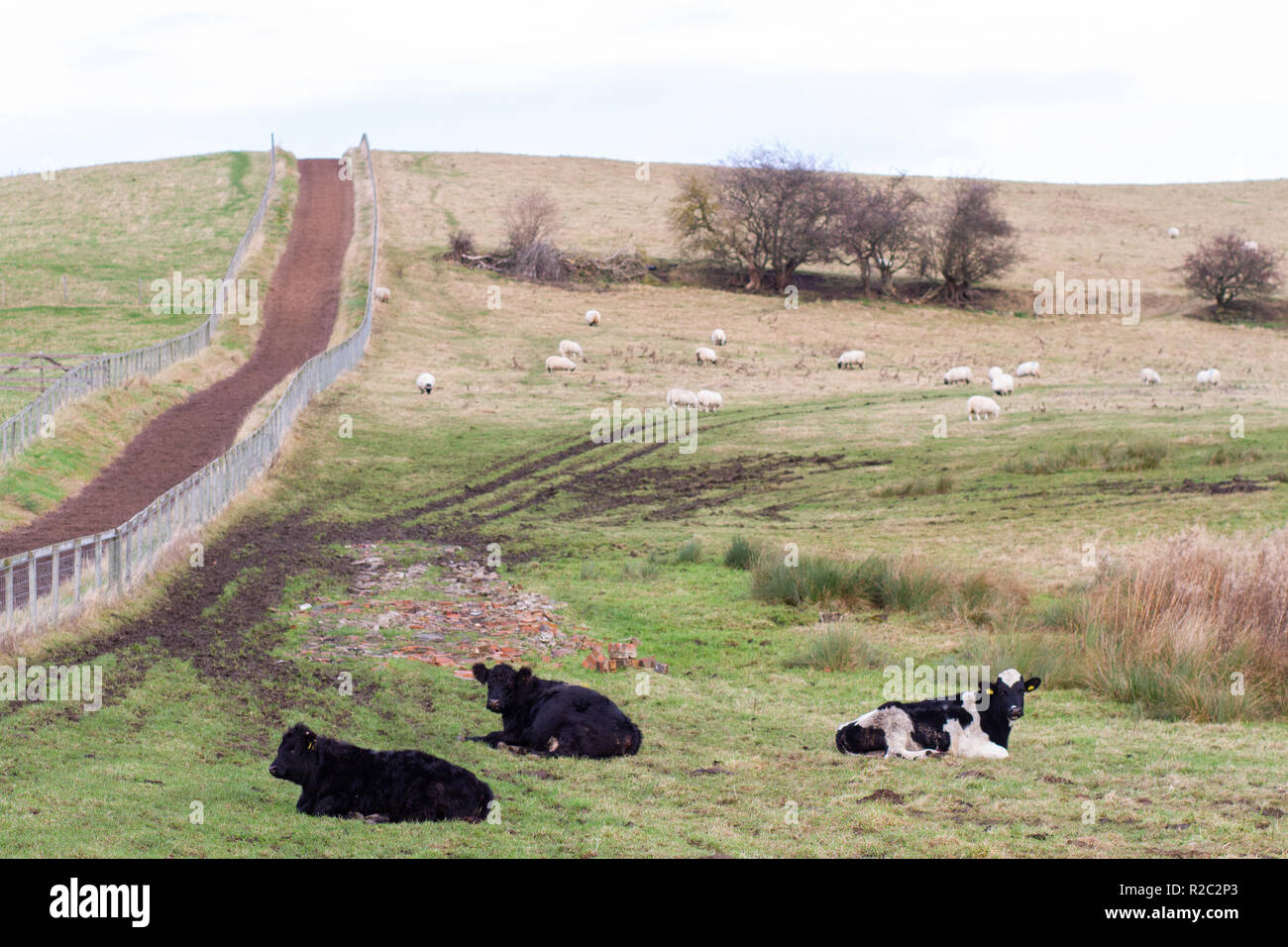 Cows laying down in hilly farmland Stock Photo