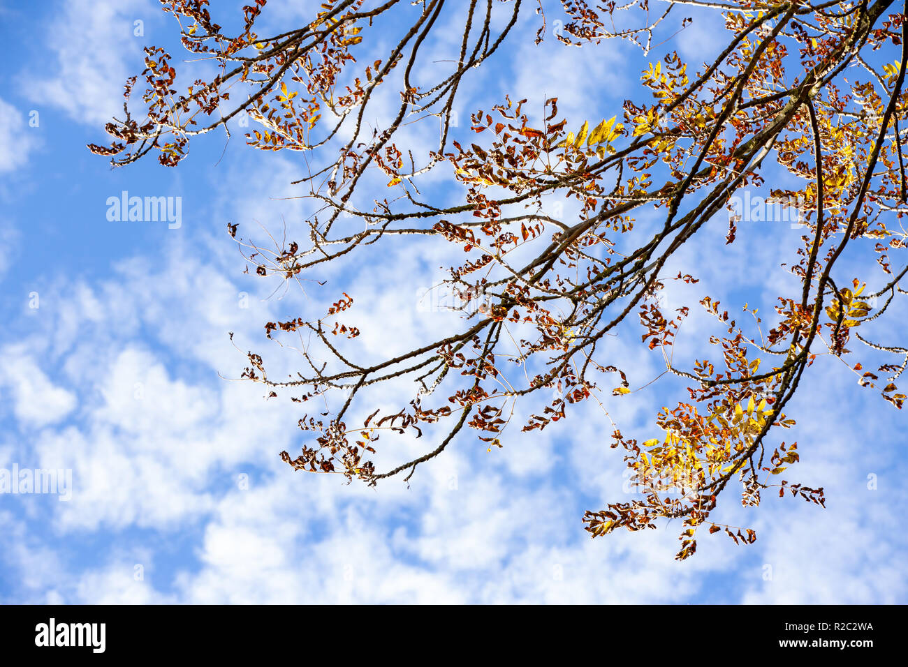 Autumn tree branches with yellow leaves and blue sky Stock Photo