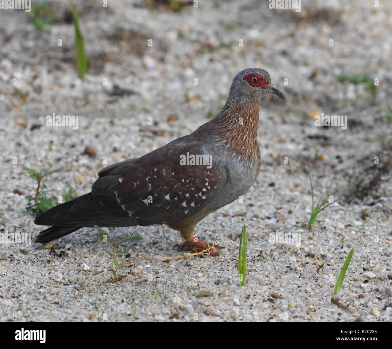 A speckled pigeon (Columba guinea) or African rock pigeon on the beach of Lake Victoria. Entebbe, Uganda. Stock Photo