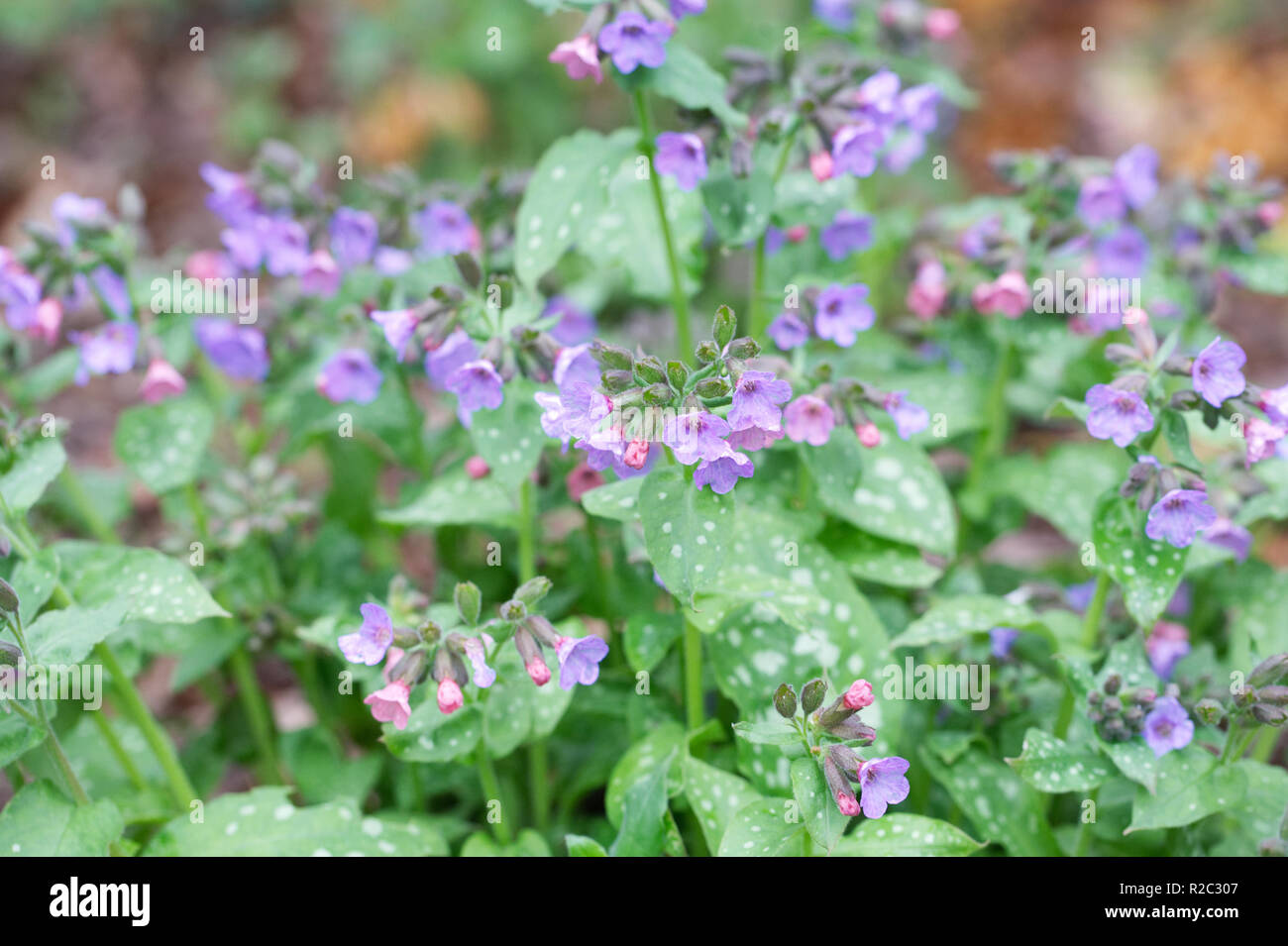 Pulmonaria officinalis flowers in April. Stock Photo