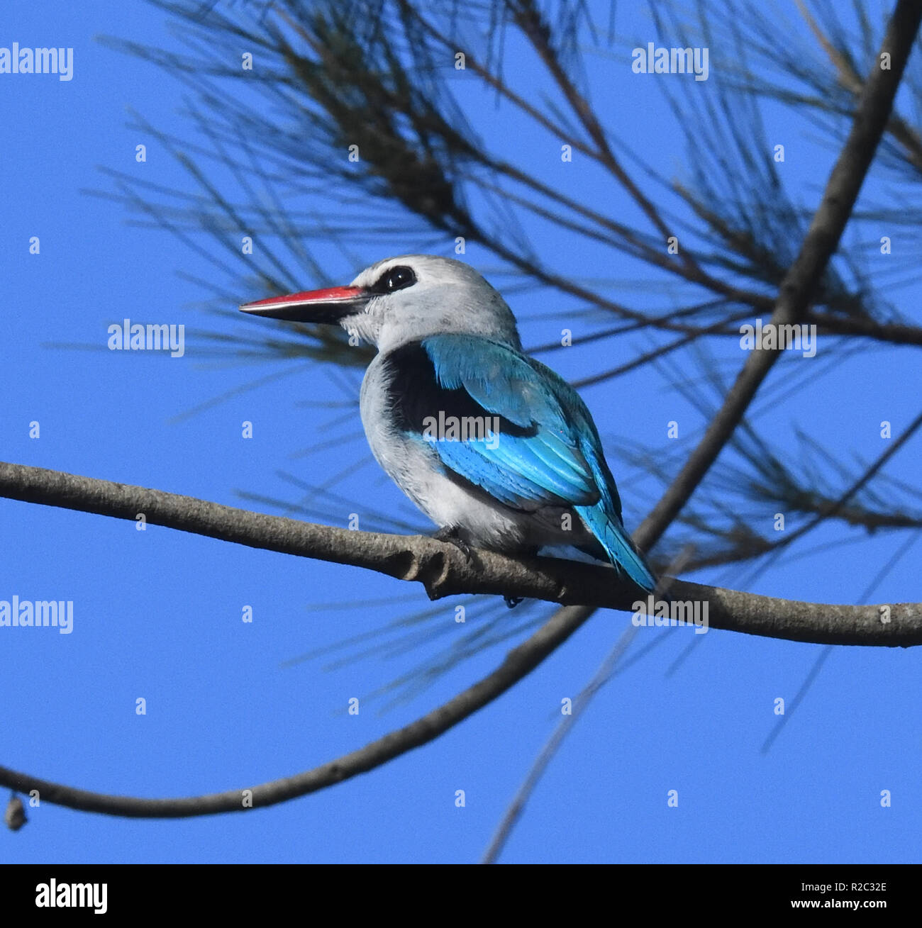 A woodland kingfisher (Halcyon senegalensis) perches in a tree beside Lake Victoria. Entebbe, Uganda. Stock Photo