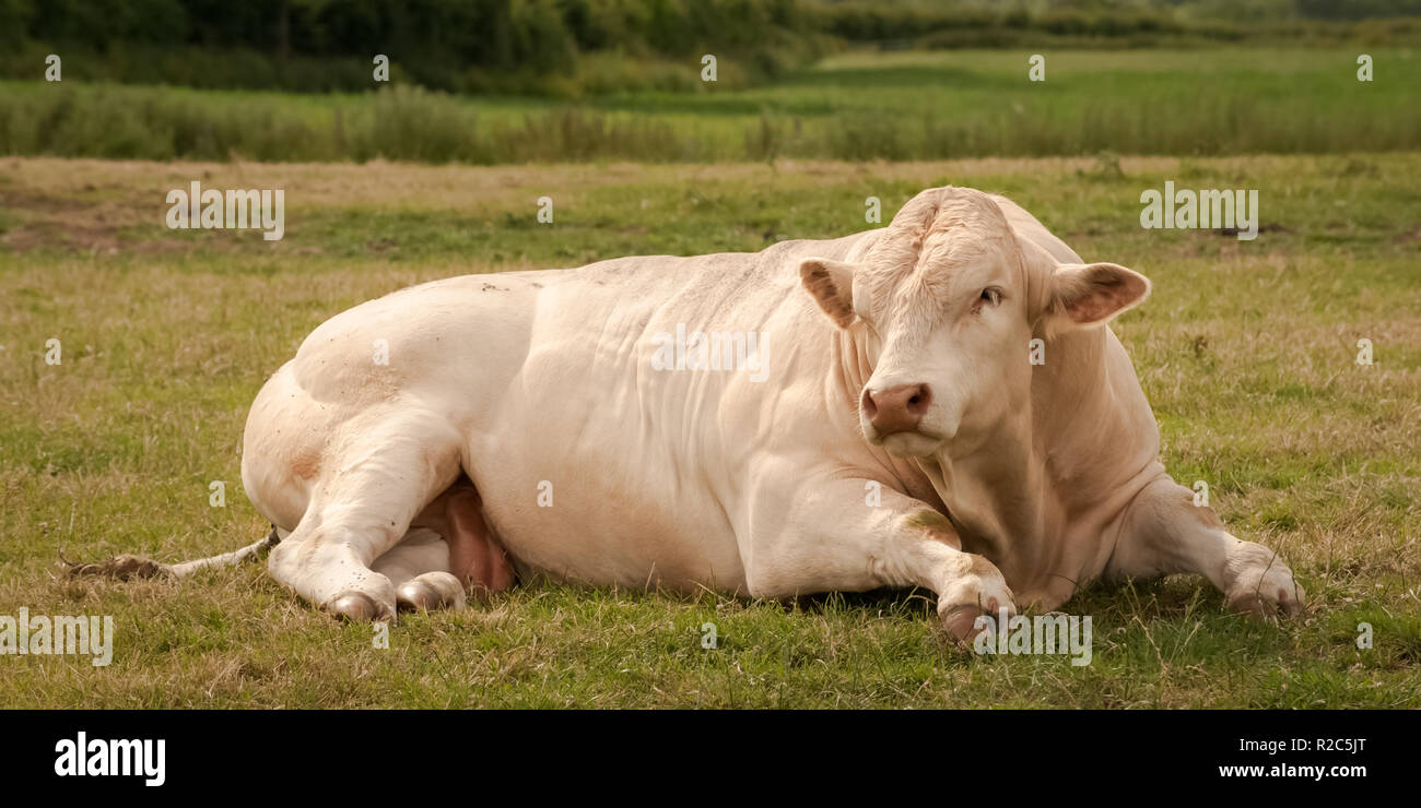 Pedigree Charolais bull lying down in summer pasture on traditional organic farm in England, UK Stock Photo
