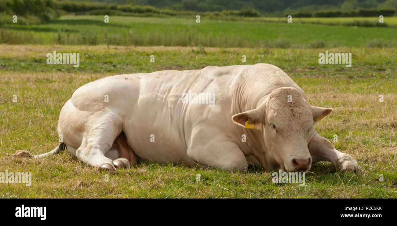 Pedigree Charolais bull lying down in summer pasture on traditional organic farm in England, UK Stock Photo