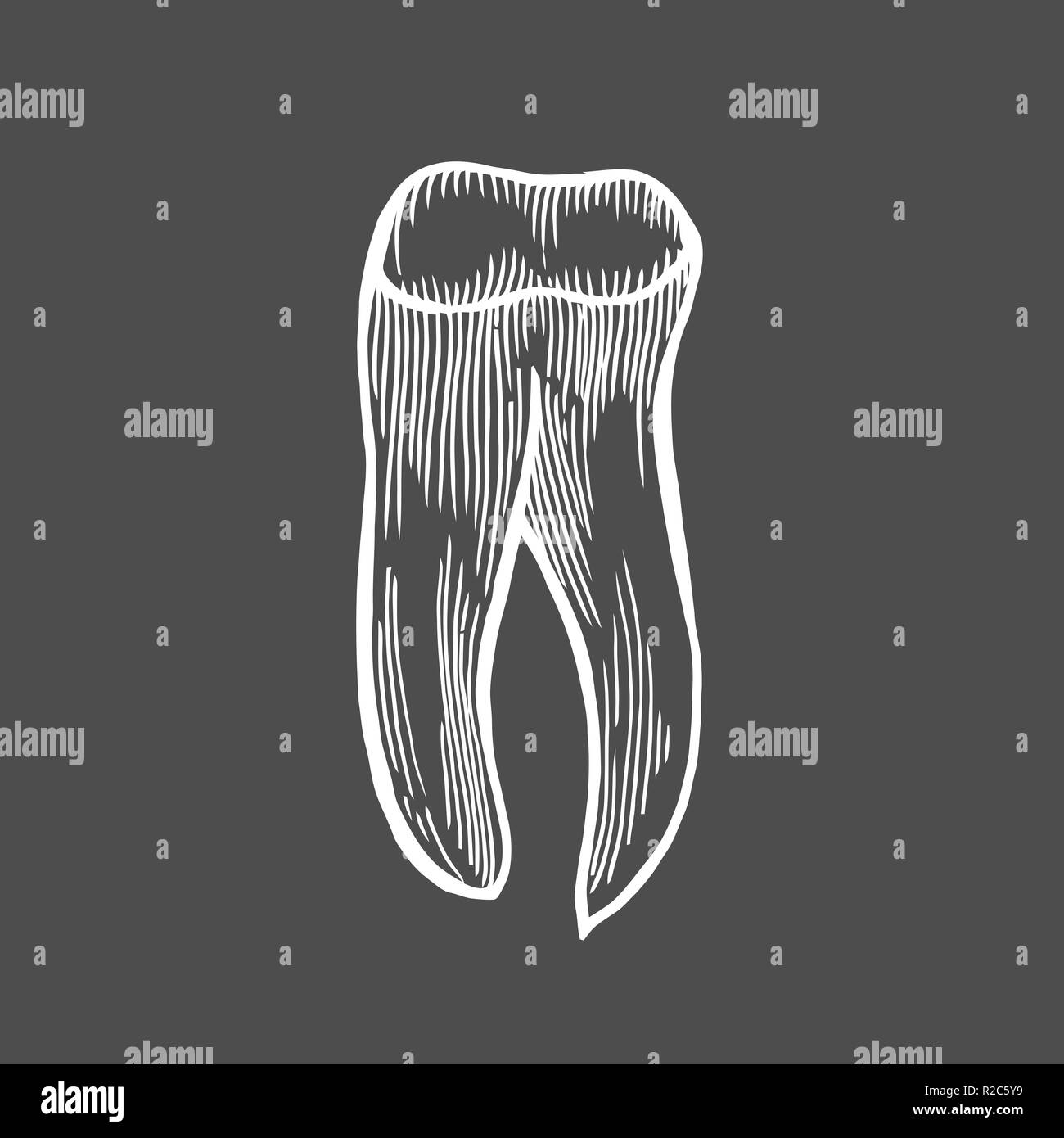 Vector engraving illustration of highly detailed hand drawn human tooth isolated on black background Stock Vector