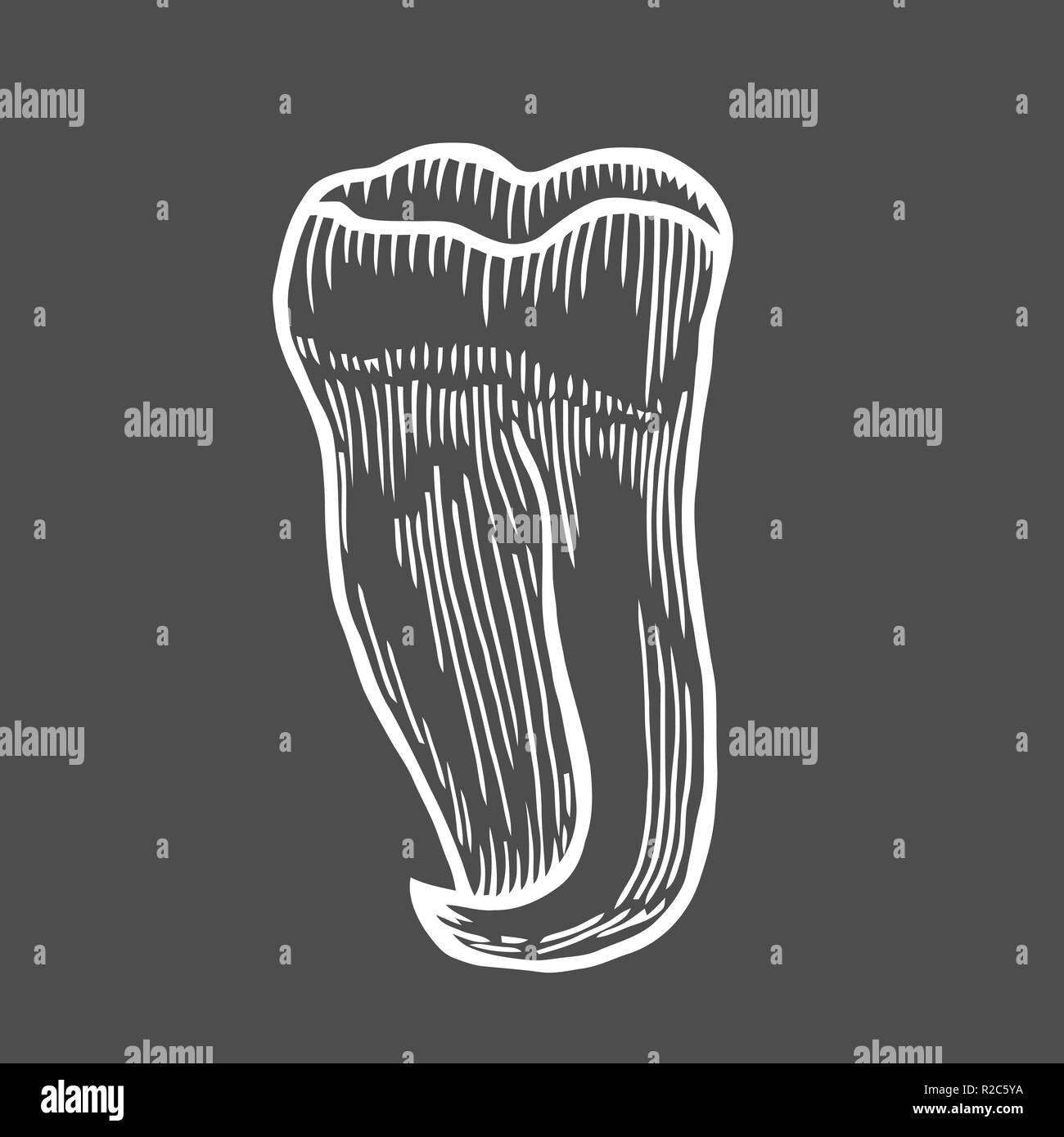 Vector engraving illustration of highly detailed hand drawn human tooth isolated on black background Stock Vector