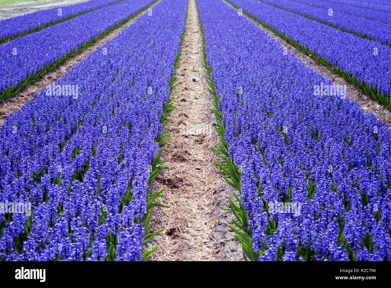 famous Dutch flower fields during flowering - rows of purple hyacinths ...