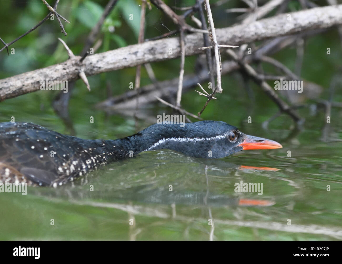 A male African finfoot (Podica senegalensis) hunts in typical fashion  with its neck and head flat on the water on the edge of Lake Mburo.  Lake Mburo Stock Photo