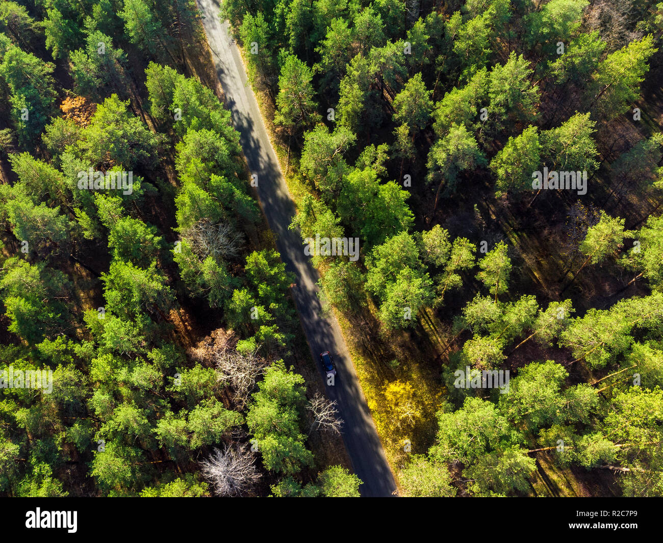 Beautiful road through evergreen pine forest on bright sunny day. Eco tourism and travel concept. Aerial drone virew Stock Photo