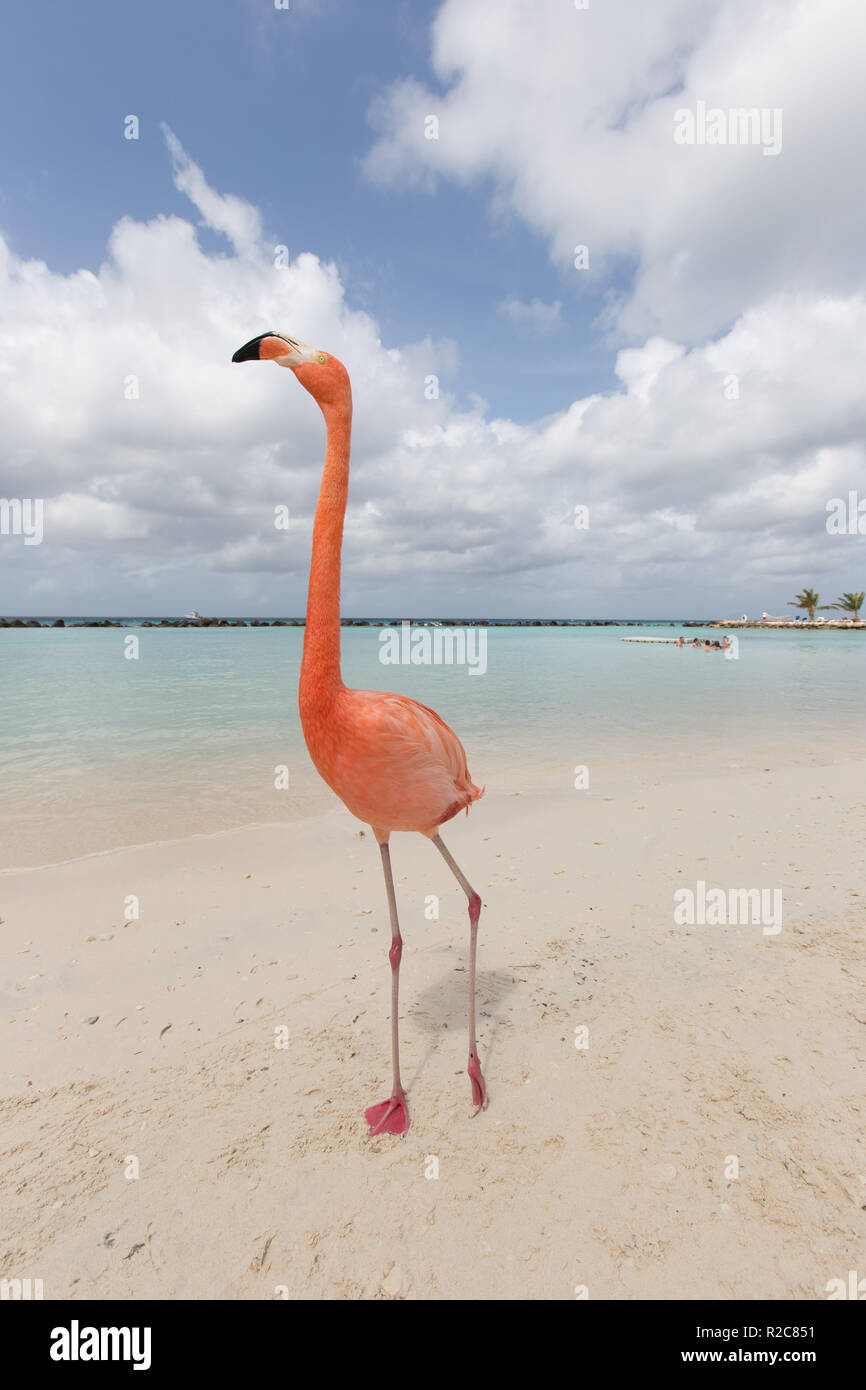 A close up of a flamingo walking on a tropical beach Stock Photo - Alamy