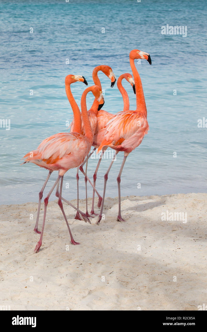 A flamboyance of flamingos on a beach Stock Photo