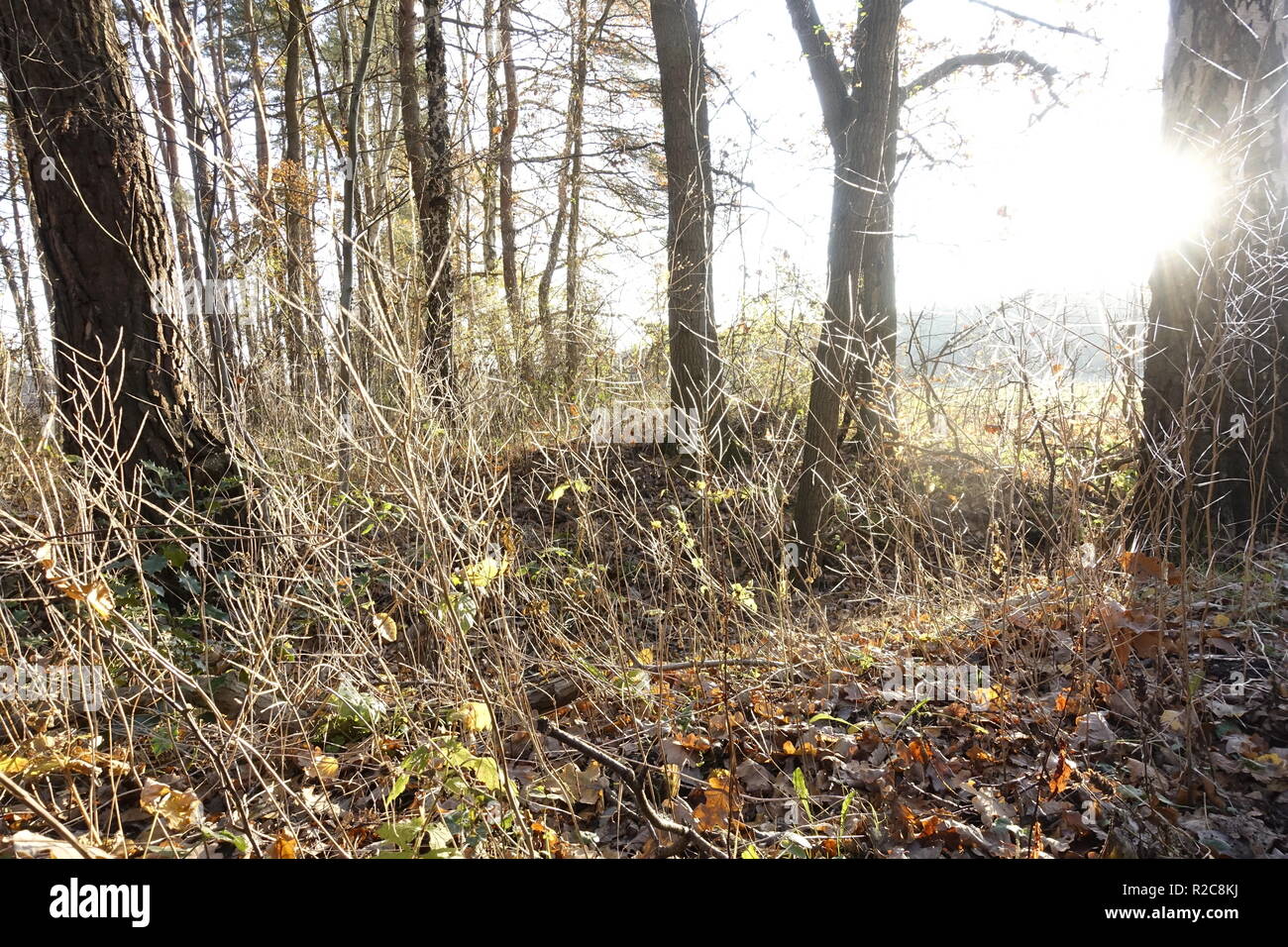 Trockener Herbst in Otternhagener Moor und Schwarzes Moor,Deutschland. Stock Photo