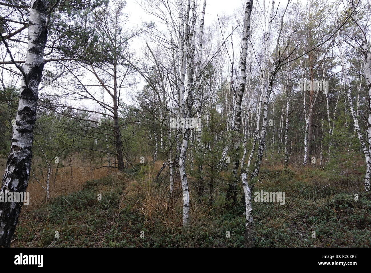 Trockener Herbst in Otternhagener Moor und Schwarzes Moor,Deutschland. Stock Photo