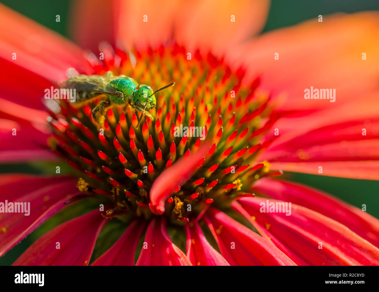 A Metallic Green Sweat Bee (Agapostemon) grooming the pollen from its antennae, on a bright red echinacea flower. Stock Photo