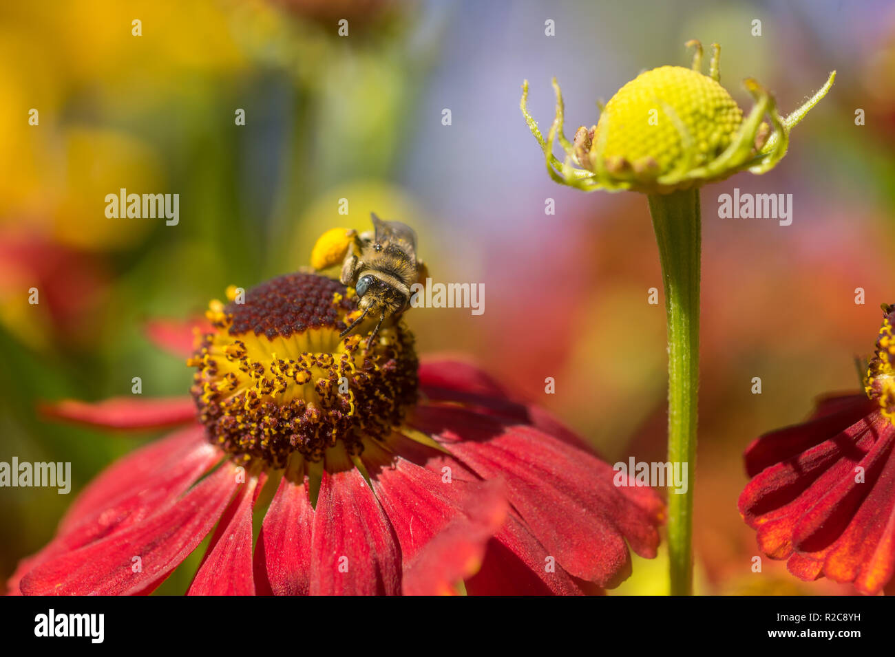A female Long-horned Bee (Melissodes) gathering pollen from a red Helenium flower in a pollinator garden. Stock Photo