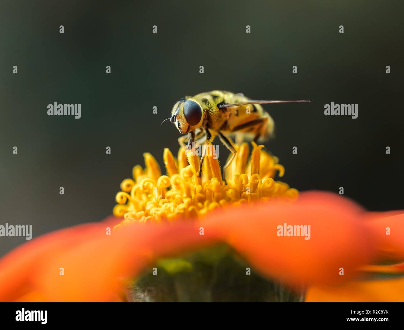 A Hover Fly or Flower Fly (Syrphid) pollinating an orange Mexican Sunflower (Tithonia rotundifolia). Stock Photo