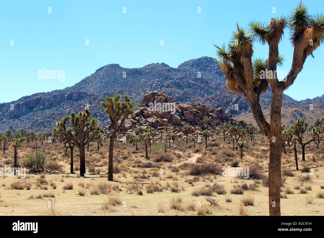 Joshua trees in front of mountainous rock at Joshua Tree National Park