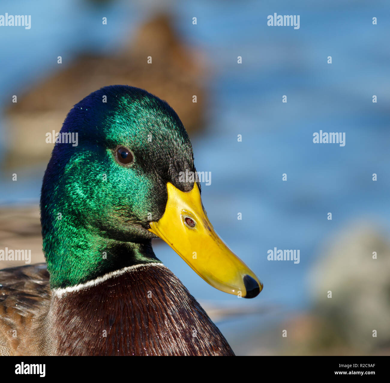 Portrait of a male mallard duck Stock Photo - Alamy