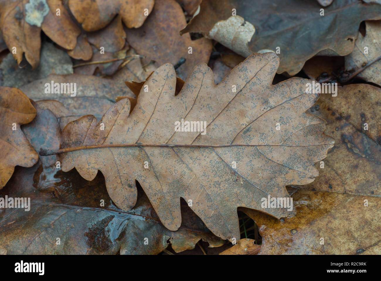 brown oak leaf on ground macro Stock Photo