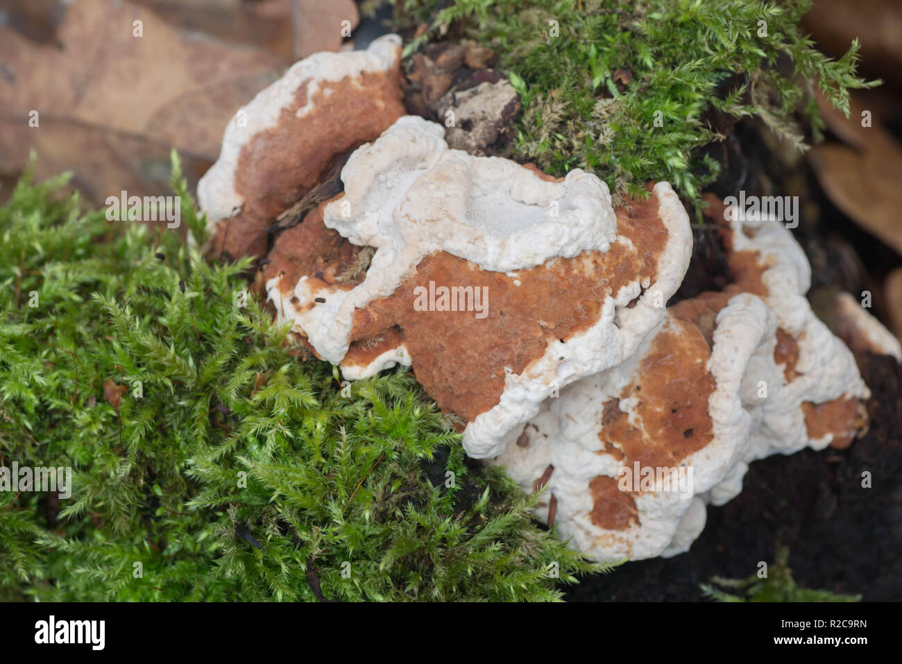 fungus parasite on dead tree covered with moss Stock Photo