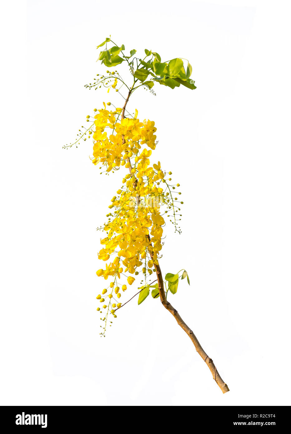 Yellow flower isolated on white background Stock Photo - Alamy