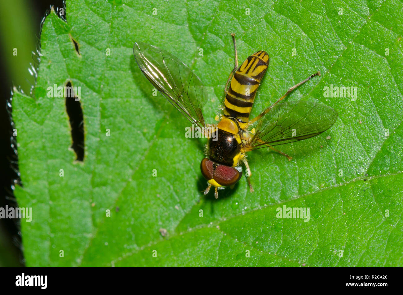 Syrphid Fly, Allograpta obliqua, male Stock Photo