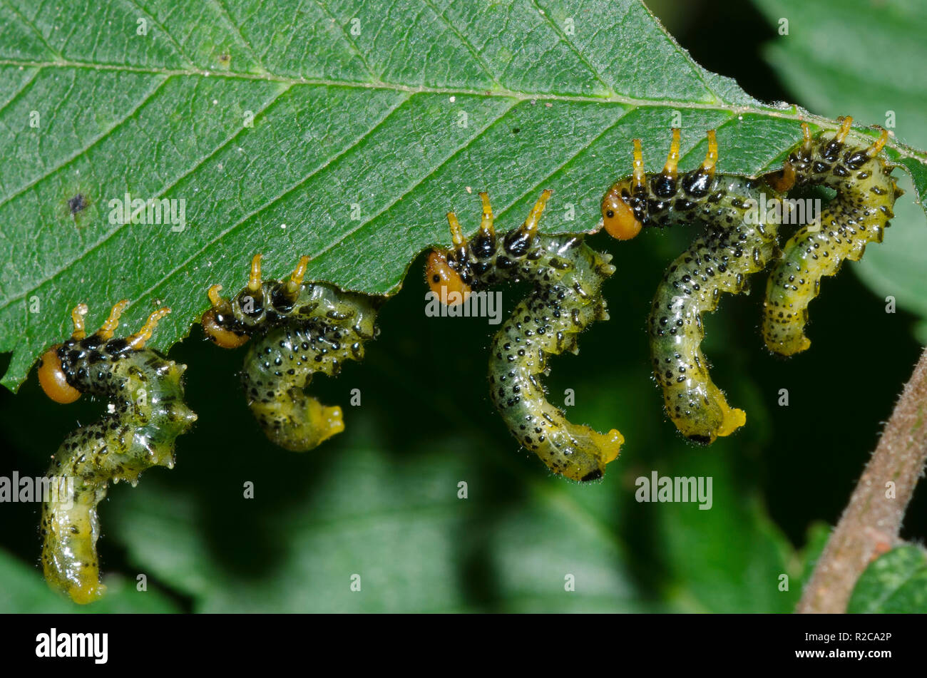 Elm Argid Sawfly, Arge scapularis, larvae feeding on elm, Ulmus sp. Stock Photo