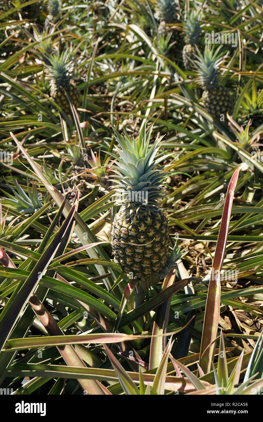 Pineapples growing on a plantation in Hawaii Stock Photo