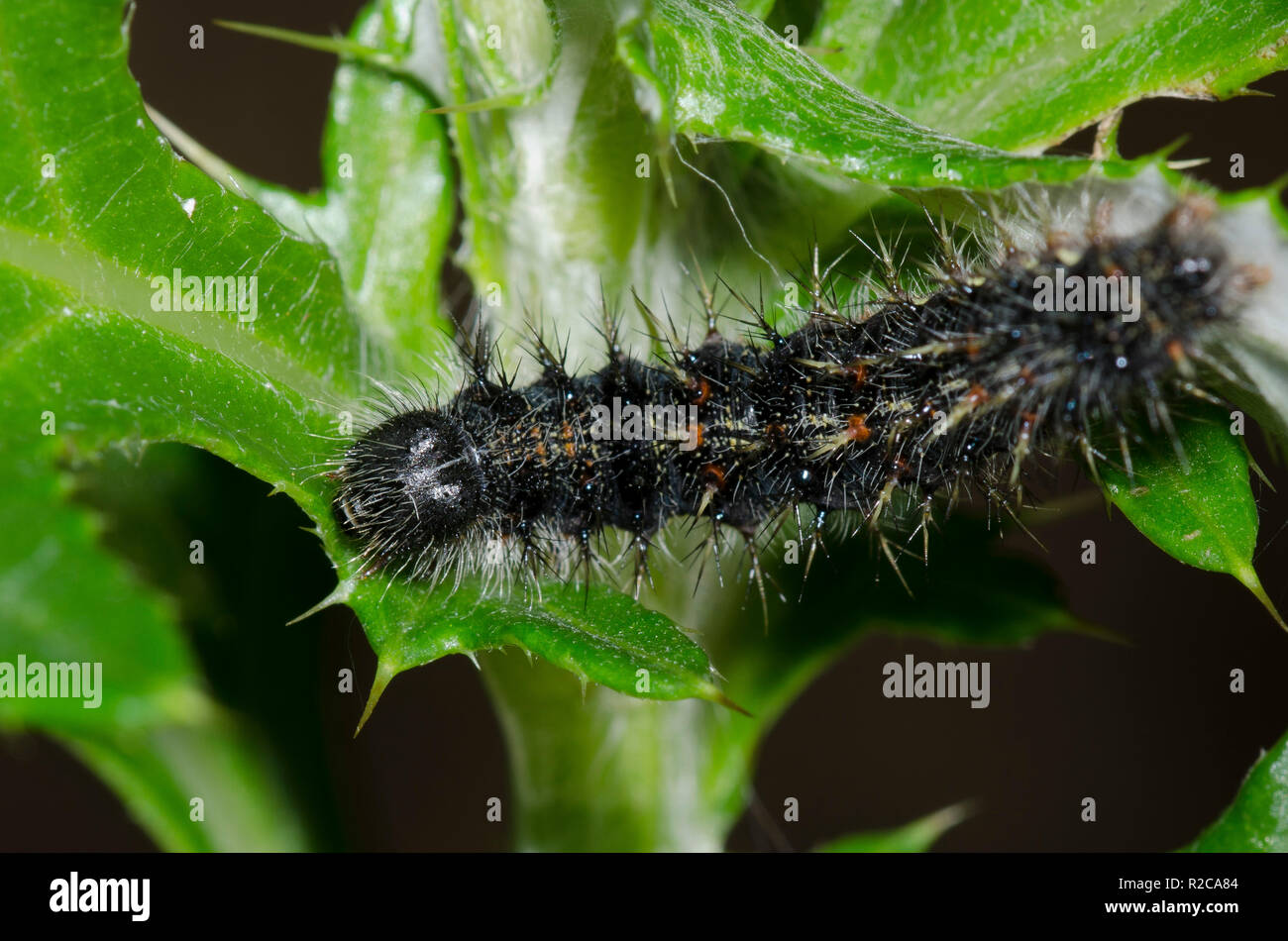 Painted Lady, Vanessa cardui, larva on thistle, Cirsium sp. Stock Photo