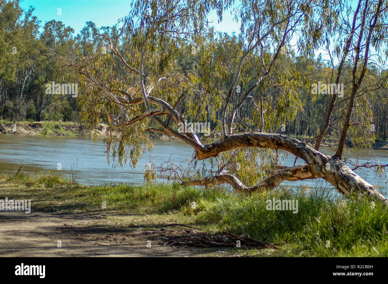 Free camping beside the Murray River Stock Photo Alamy