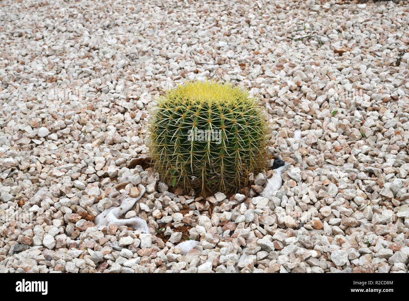 Round cactus on a bed with stones Stock Photo
