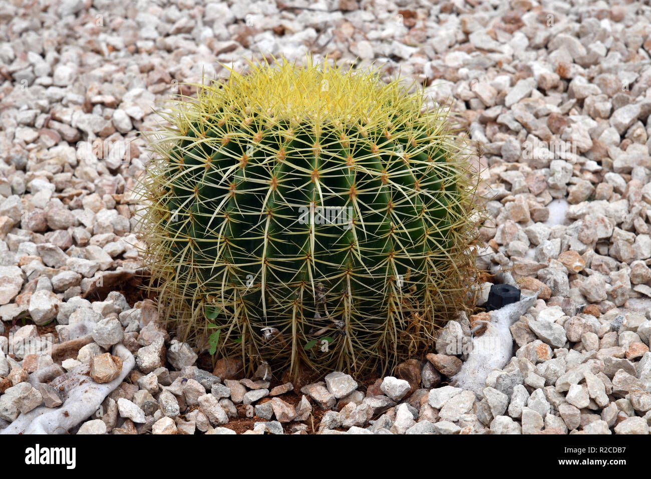 Round cactus on a bed with stones Stock Photo