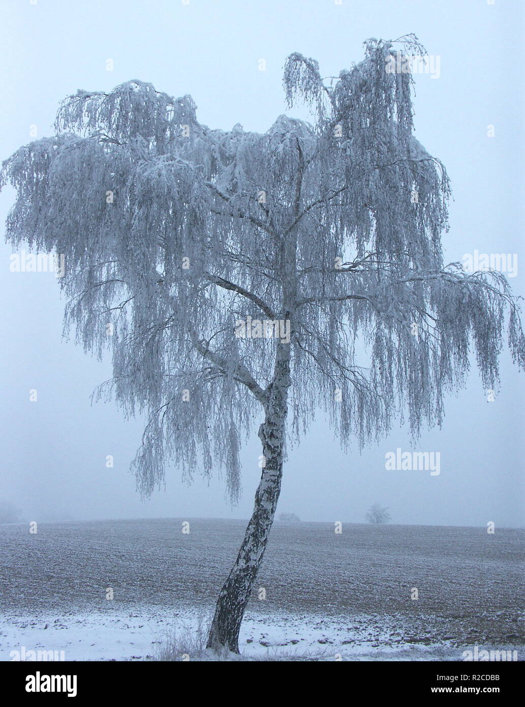 tree in the fog Stock Photo - Alamy