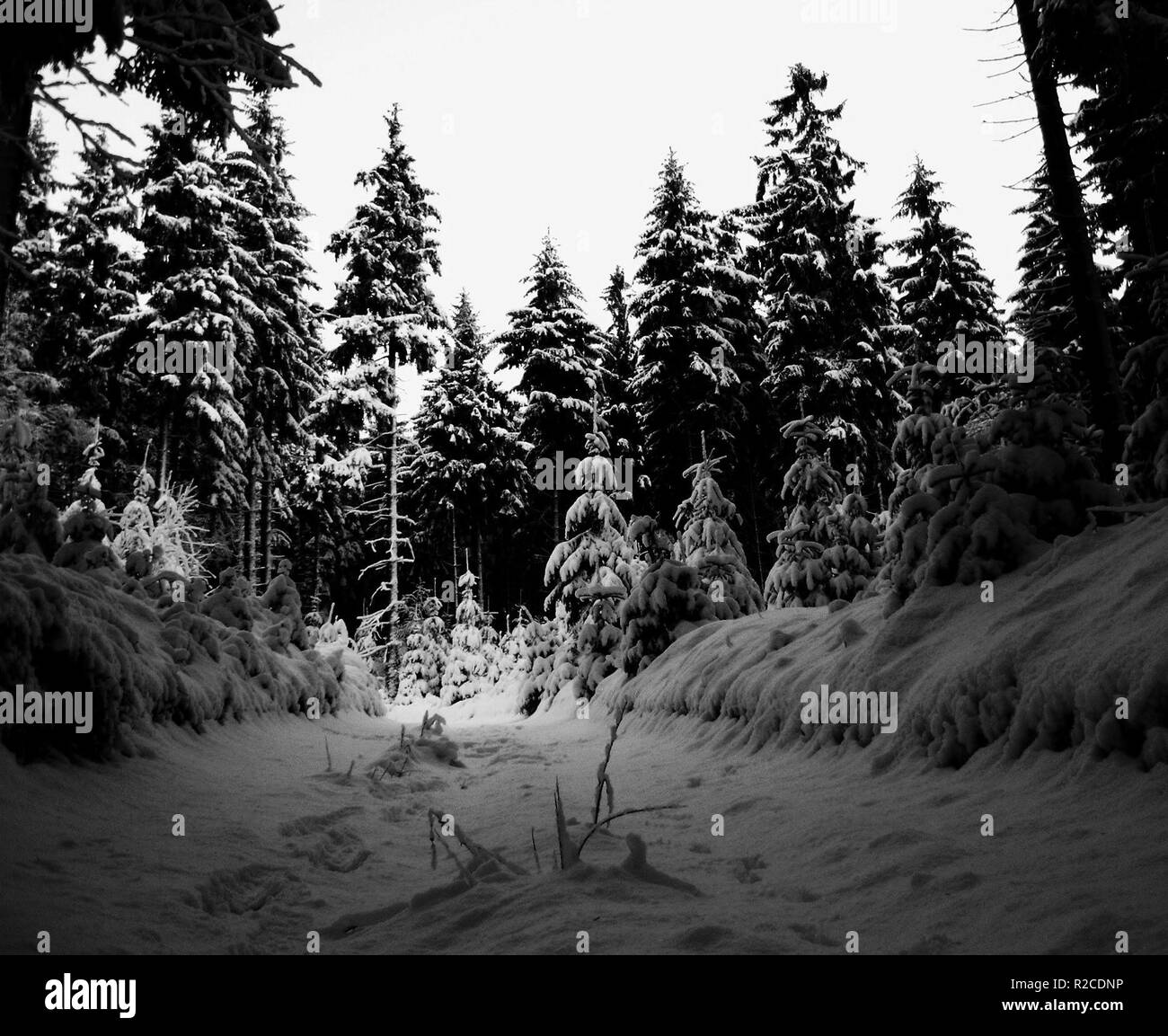 in the winter forest Stock Photo - Alamy